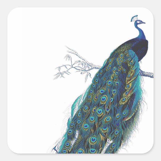 Blue Peacock mit wunderschönen Federn aus Schwanz Quadratischer Aufkleber (Vorderseite)
