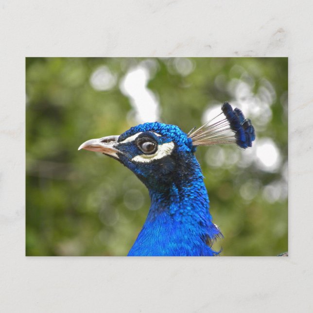 Blue Peacock Portrait Postkarte (Vorderseite)