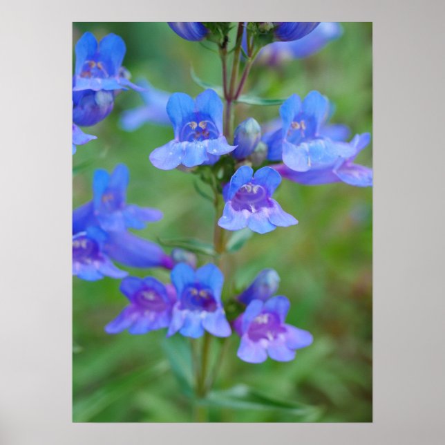 Blue Penstemon Blume Poster (Vorne)