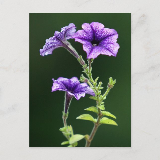 Blue Petunia Postkarte (Vorderseite)