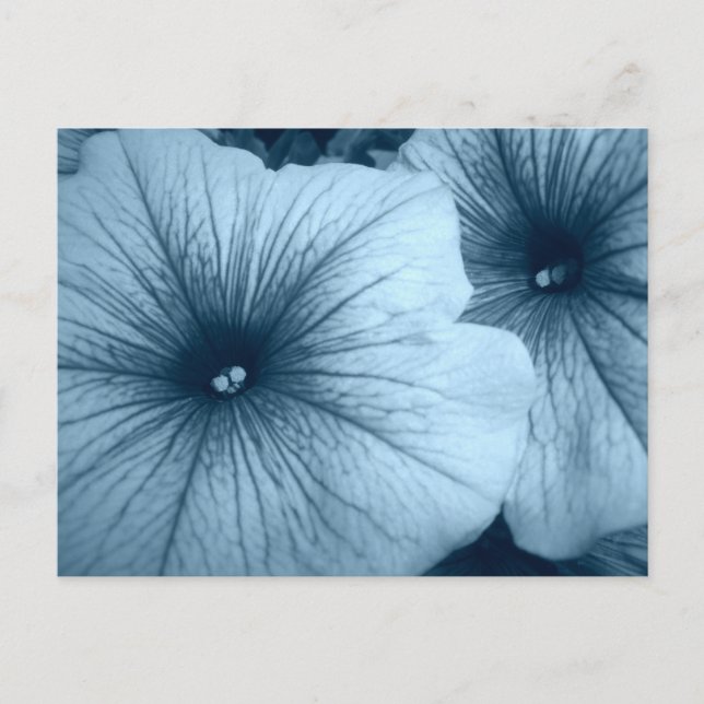 Blue Petunias Postkarte (Vorderseite)
