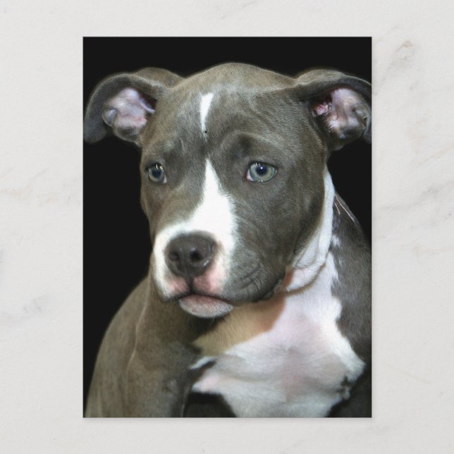 Blue Pitbull Puppy Postkarte (Vorderseite)