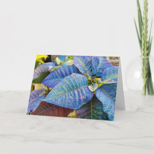 Blue Poinsettia Karte