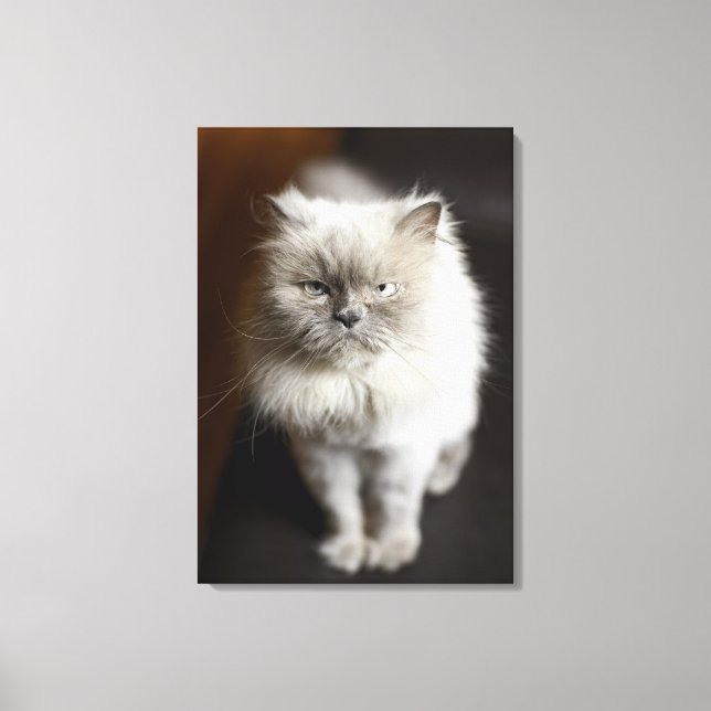 Blue Point Himalayan Cat wirkt irritiert Leinwanddruck (Vorderseite)