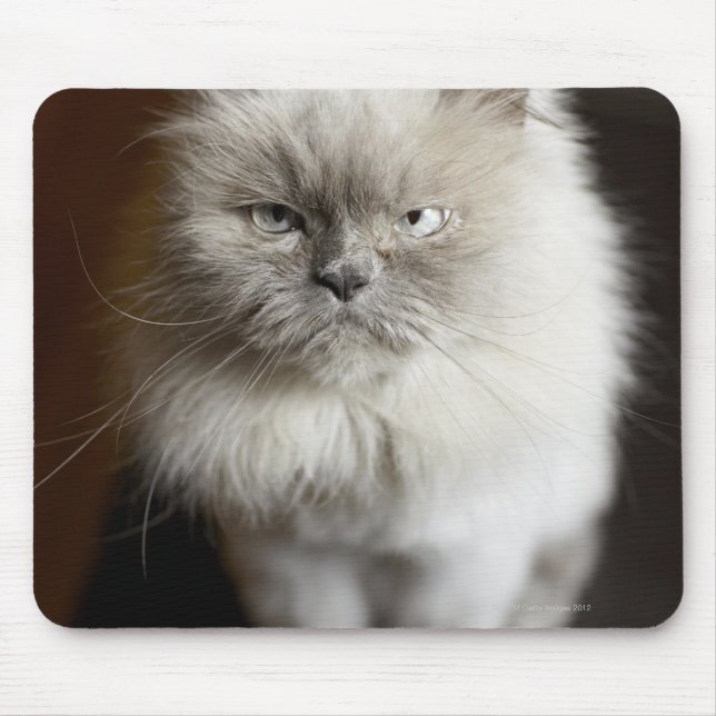 Blue Point Himalayan Cat wirkt irritiert Mousepad (Vorne)