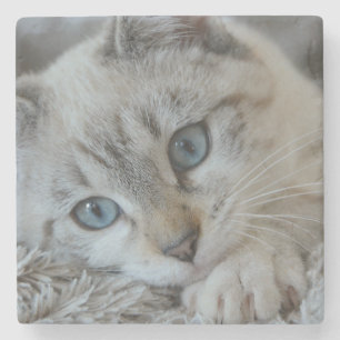 Blue Point Siamese Cat Steinuntersetzer