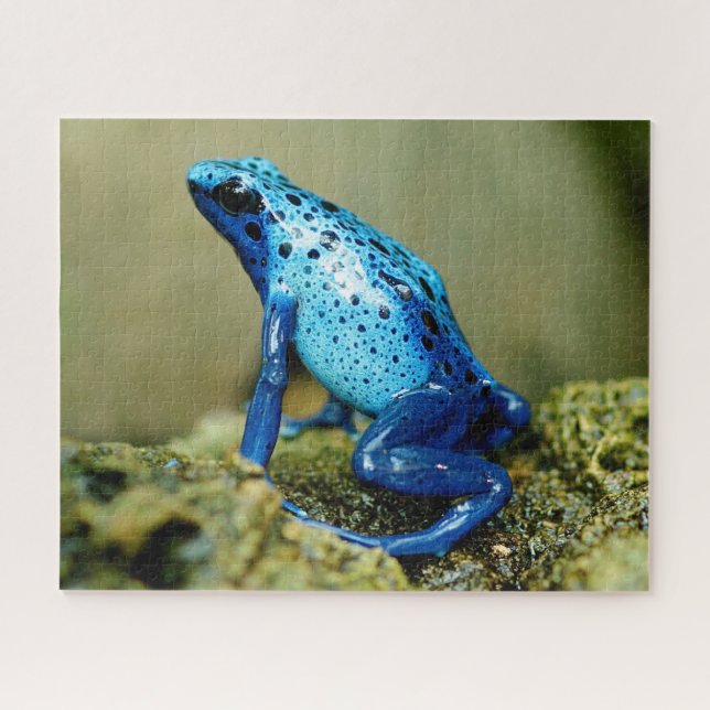 Blue Poison Dart Frog Gros plan, Jigsaw Puzzle (Horizontal)