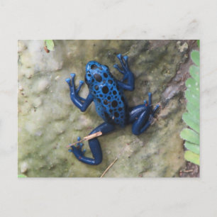 Blue Poison Dart Frog Postkarte
