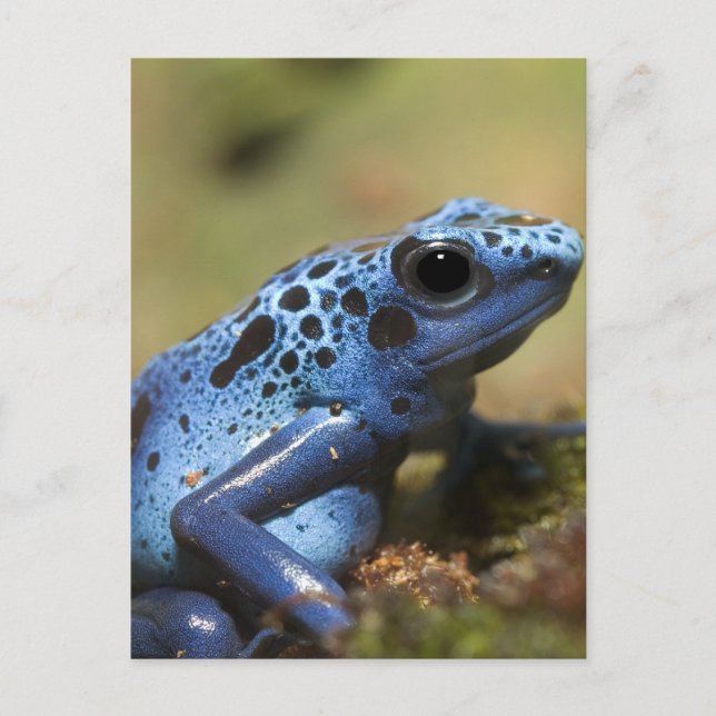 Blue Poison Dart Frog Postkarte (Vorderseite)