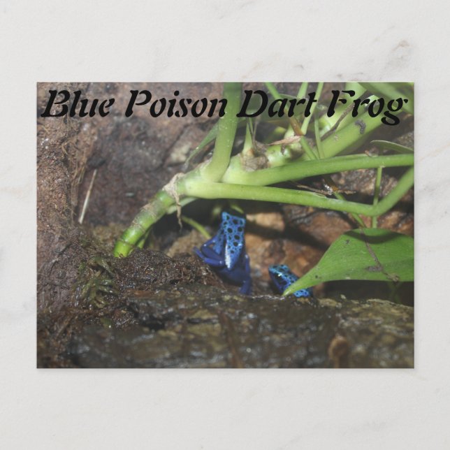 Blue Poison Dart Frosch # 2 Postkarte (Vorderseite)