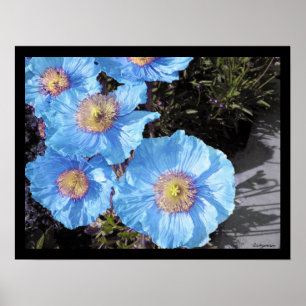 Blue Poppies Poster Prints