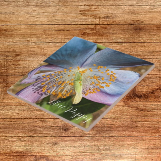 Blue Poppy Bloom Floral Fliese (In Situ)