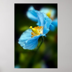 Blue Poppy Blume Poster