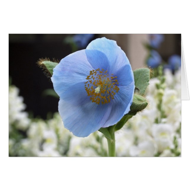 Blue Poppy Card (Vorderseite (Horizontal))