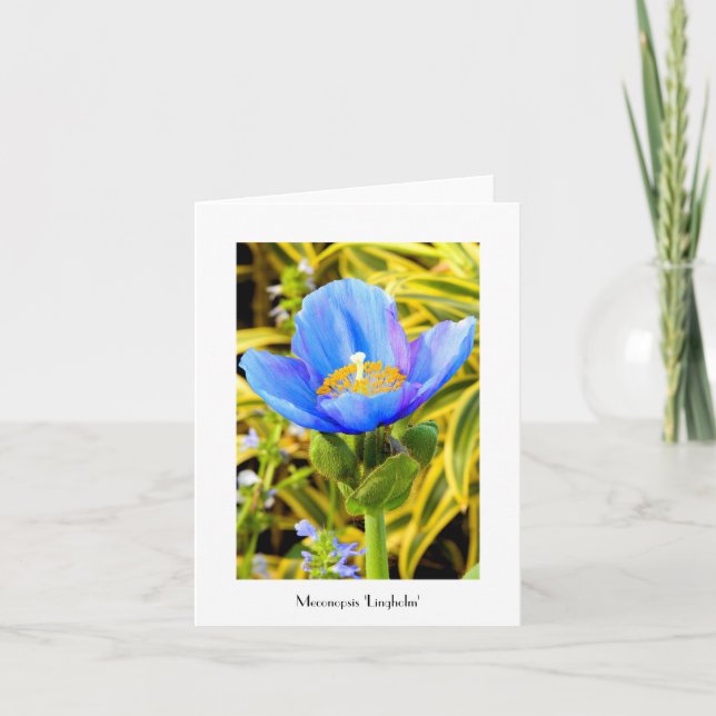 Blue Poppy Faltkarte Karte (Vorderseite)