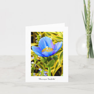 Blue Poppy Faltkarte Karte