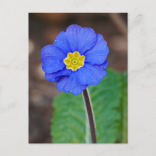 Blue Primrose Postcard Postkarte