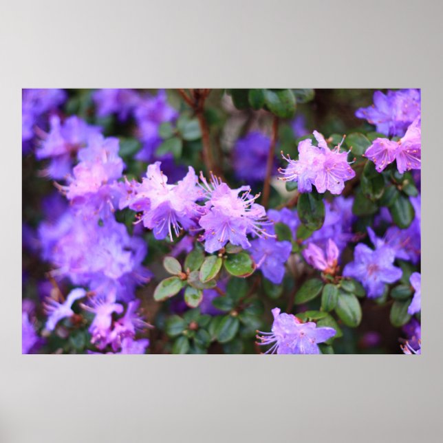 blue purple rhododendron poster (Vorne)