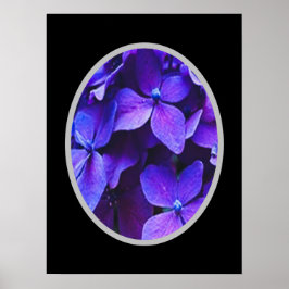BLUE RED Hydrangea      Poster