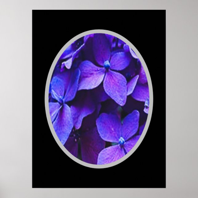 BLUE RED Hydrangea      Poster (Vorne)