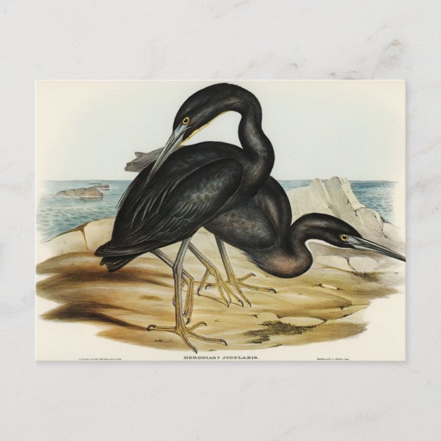 Blue Reef Heron von Elizabeth Gould Postkarte (Vorderseite)