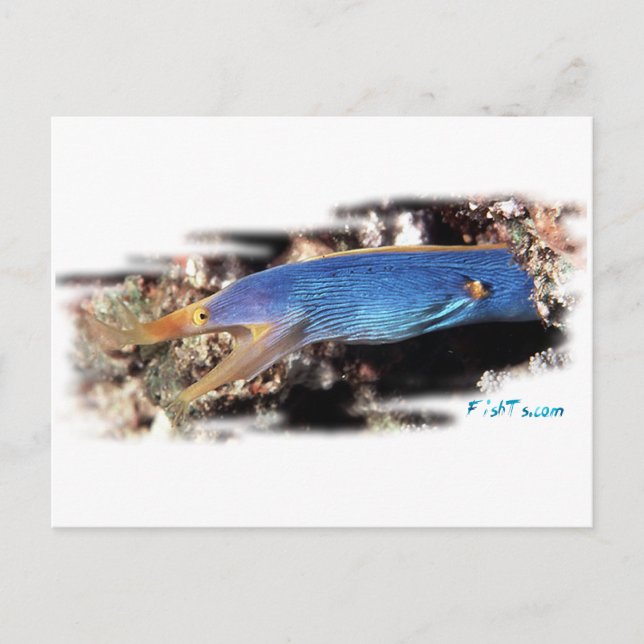 Blue Ribbon Eel Postkarte (Vorderseite)