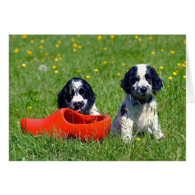 Blue Roan Cocker Spaniels (Vorderseite (Horizontal))