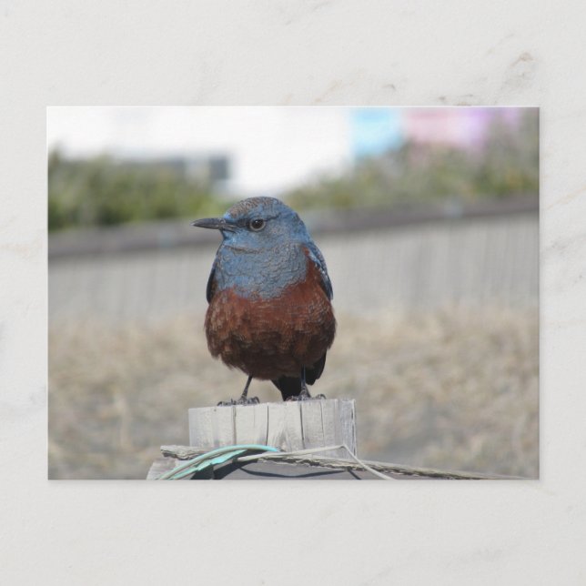 Blue Rock Thrush Postkarte (Vorderseite)