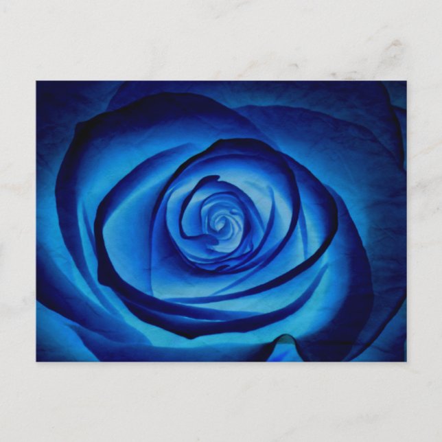 Blue Rose Postcard Postkarte (Vorderseite)