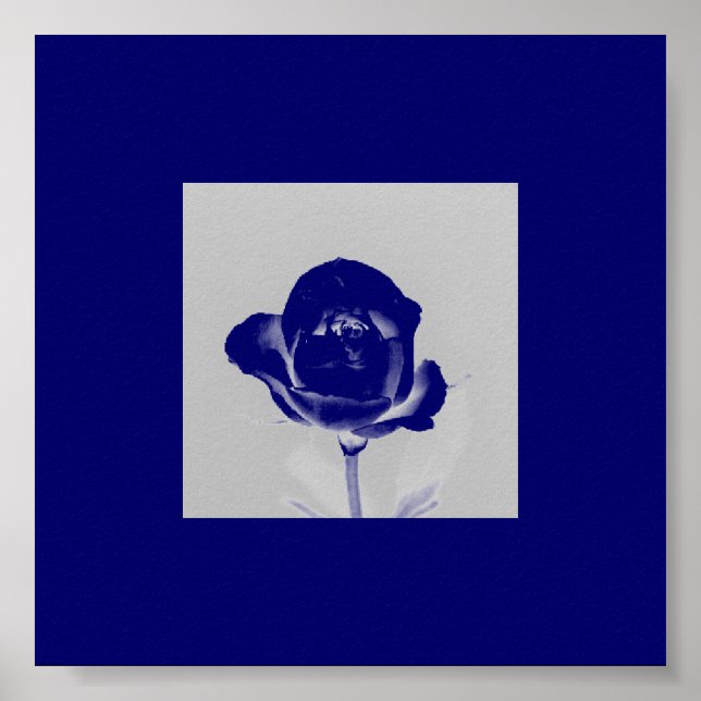 Blue Rose Poster (Vorne)