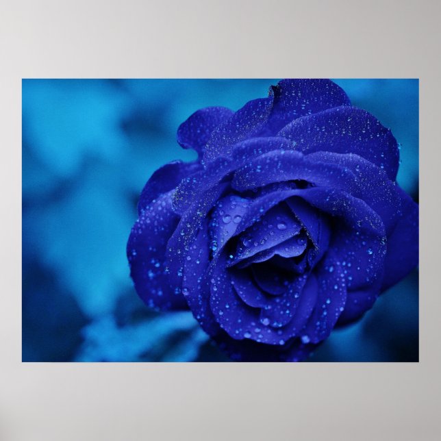 Blue Rose Poster (Vorne)
