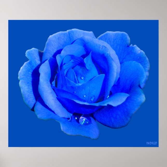 Blue Rose Poster Print Beautiful Blume Print (Vorne)