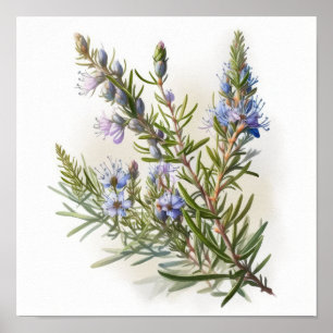 Blue Rosemary Blume Art Print Poster