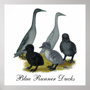 Blue Runner Duck Family Poster