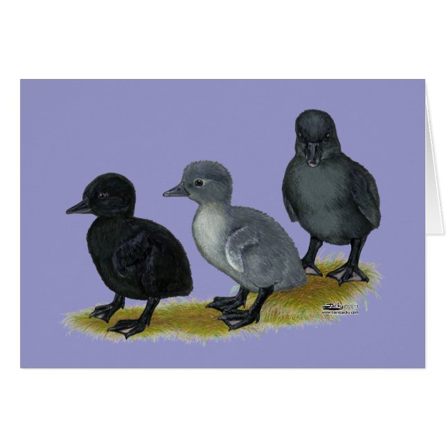 Blue Runner Ducklings (Vorderseite (Horizontal))