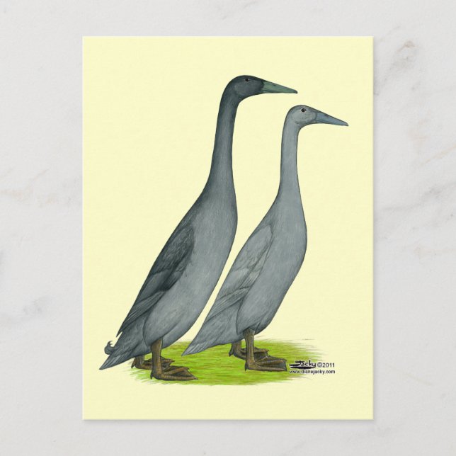 Blue Runner Ducks Postkarte (Vorderseite)