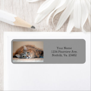 Blue Russian Cat Long Hairs by Shirley Taylor