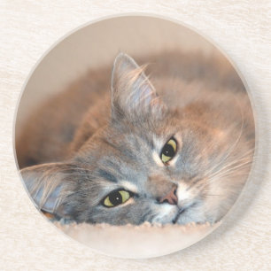 Blue Russian Cat Long Hairs by Shirley Taylor Getränkeuntersetzer
