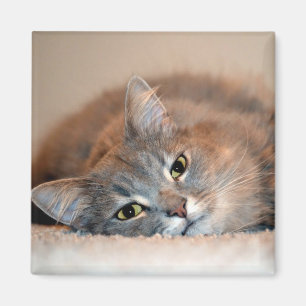 Blue Russian Cat Long Hairs by Shirley Taylor Magnet