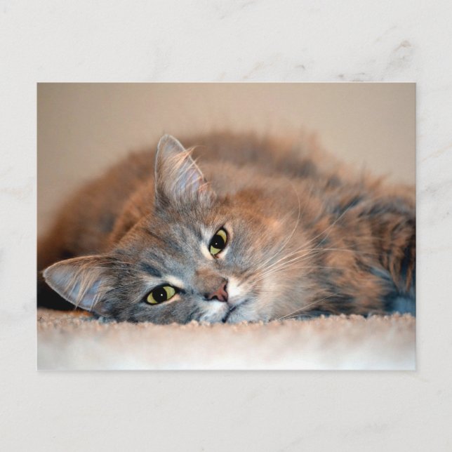 Blue Russian Cat Long Hairs by Shirley Taylor Postkarte (Vorderseite)