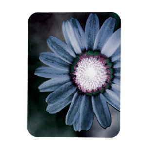 Blue Rustic Daisy Flexible Photo Magnet