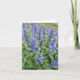 Blue Salvia jardin fleurs carte blanche