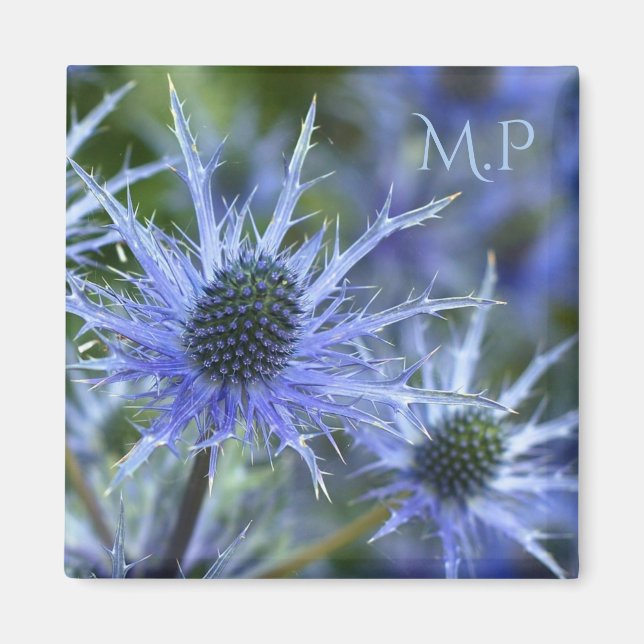 Blue Sea Holly Magnet (Vorne)