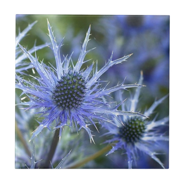 Blue Sea Holly Thistle Fliese (Vorderseite)