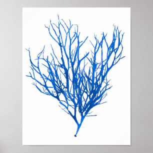 Blue Seaweed Print No. 10 Coastal Botanical Print. Poster