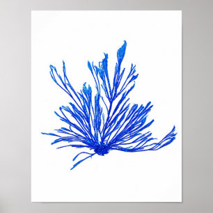 Blue Seaweed Print No. 1 Coastal Botanical Print. Poster