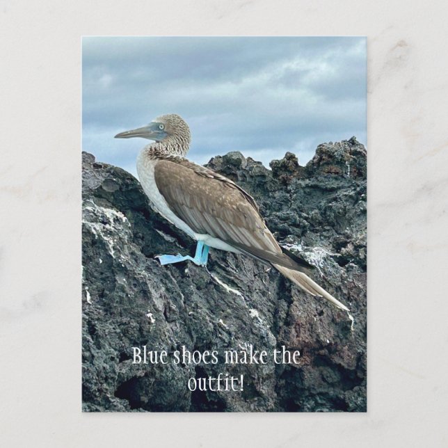 Blue Shoes Bird Postkarte (Vorderseite)