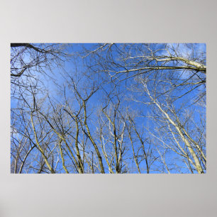 Blue Sky , Bäume im Winter Poster