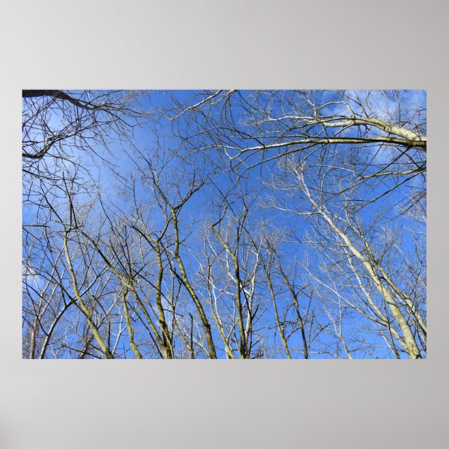 Blue Sky , Bäume im Winter Poster (Vorne)
