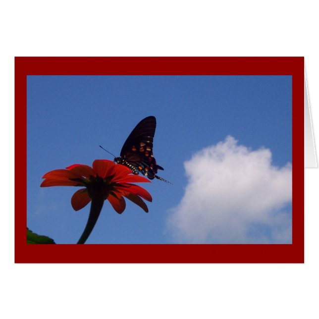 Blue Sky Butterfly! (Vorderseite (Horizontal))